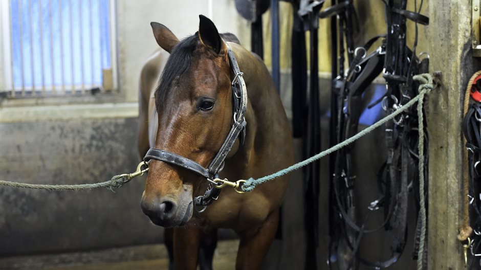 Face Time Bourbon i stallet
